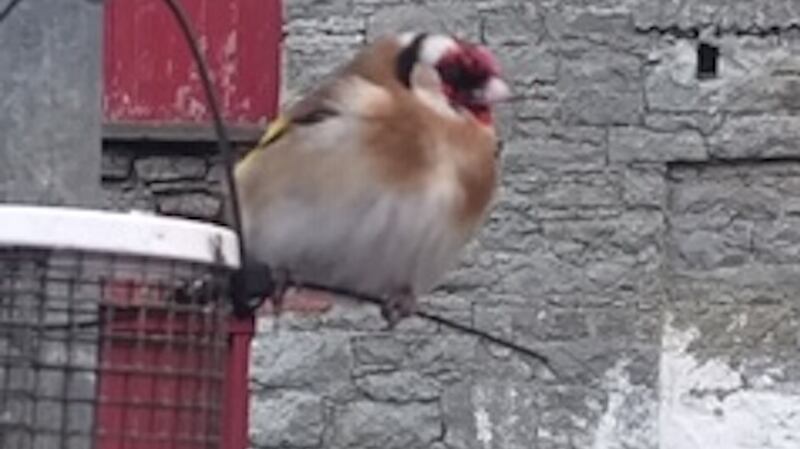 Mary Fagan’s goldfinch