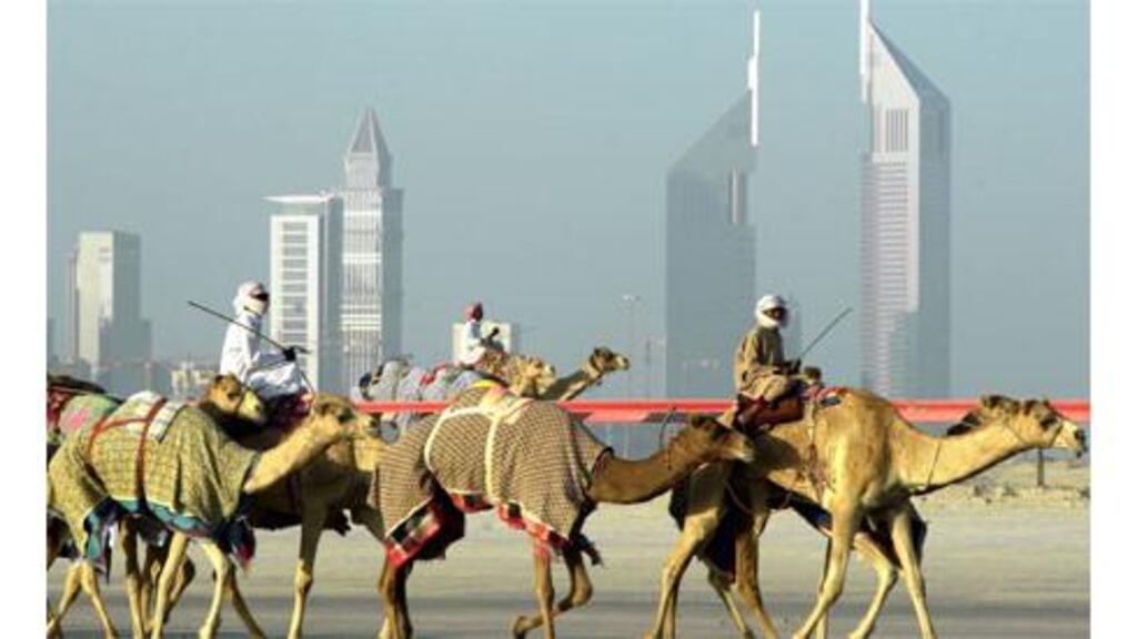 Camels exercising at Nad Al Sheba racecourse