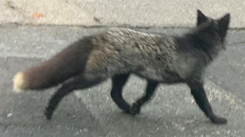 A melanistic fox