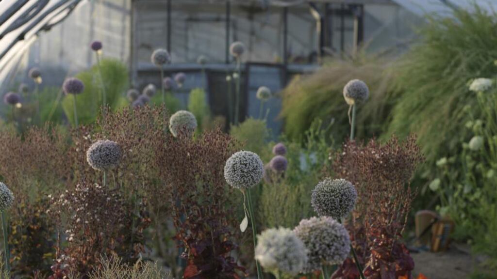 One of the Brown Envelope Seeds polytunnels filled with the ripening seedheads of salad and vegetable crops. Photograph: Richard Johnston