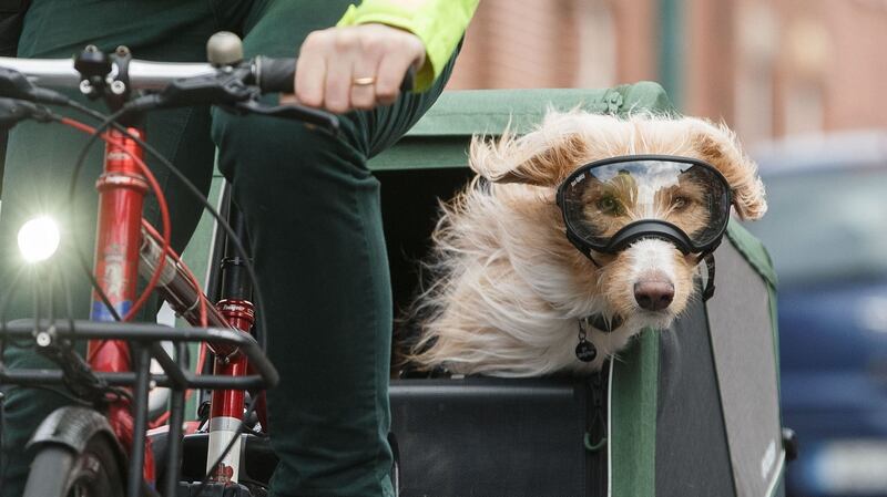 Loki, an 18 month old lurcher, commuting through Drumcondra, Dublin, with his owner, geneticist Ian Richardson, in this week’s warm conditions. Photograph: Fran Veale