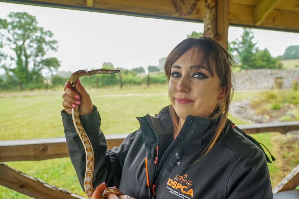 DSPCA small animals and exotics manager Caroline Mothersill holdings Stephen, a snake who was recently rescued by the centre. Photograph: Enda O'Dowd