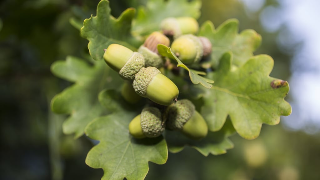Regarded as Ireland’s national tree, oaks live for 200-250 years. Photograph: Getty Images