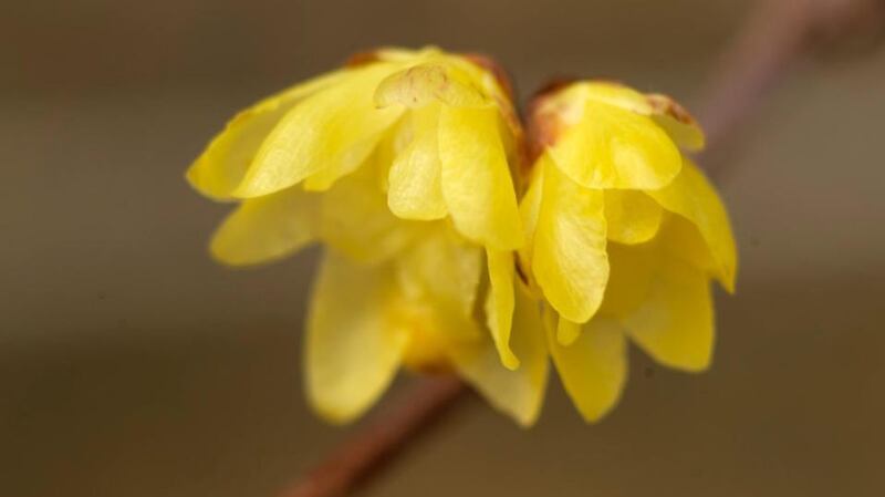 The winter-flowering shrub Chimonanthus in bloom in the National Botanic Gardens in Glasnevin. Photograph: Richard Johnston