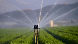 Surviving drought in the Golden State as it lacks its most precious commodity