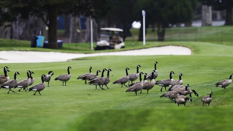 A gaggle of geese cross the seventh fairway during the final practice round for the 2020 US PGA Championship at TPC Harding Park in San Francisco. John G Mabanglo/EPA