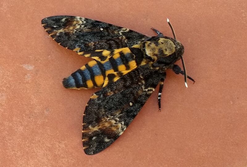 Eyes on nature: the death's head hawkmoth on James Cotter's terrace in Tenerife