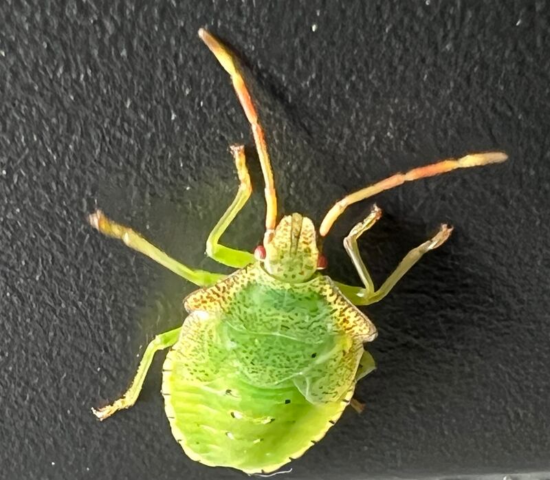 Final instar stage of hawthorn shieldbug. Photograph supplied by Barry Kenny