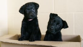 Pet owners advised to practise social distancing with animals