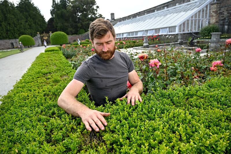 Alex Slazenger says climate change has impacted on the fungal diseases and pests they find on Powerscourt Estate. 'We were once reliant on very cold winters to kill the blight.' Photograph: Bryan Meade