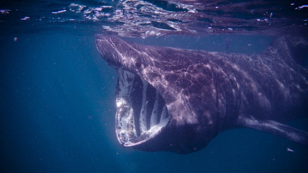 The basking shark is known in Irish as liamhán mór Gréine. File photograph: Getty