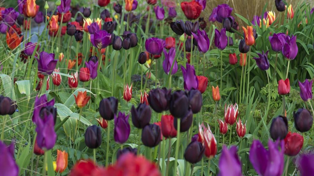 June Blake’s garden near Blessington, West Wicklow, will also be celebrating its “Month of Tulips” throughout April with a spectacular display of these spring-flowering bulbs.