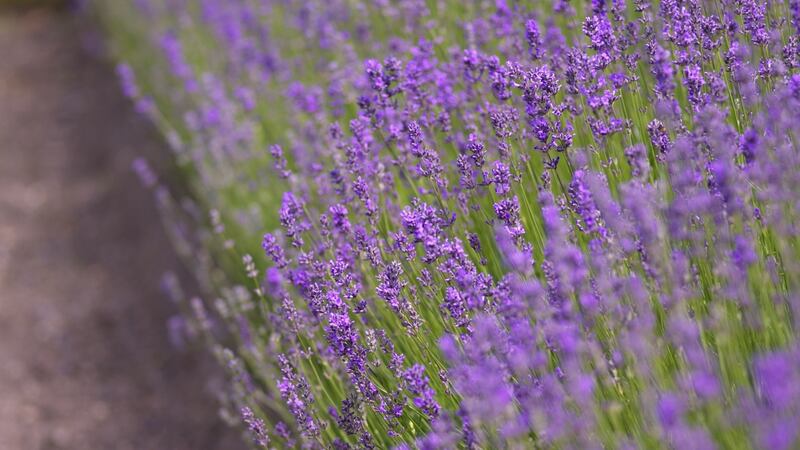 Trim lavender plants once the flowers have faded to keep them bushy and compact. Photograph: Richard Johnston
