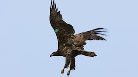 Norway-born white-tailed eagle chicks released in Ireland to boost population
