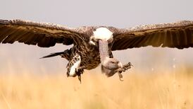 Vulture ‘restaurants’ needed to protect the species