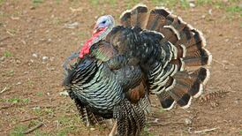 Turkey burghers – An Irishman’s Diary about the reviving fortunes of America’s true native bird