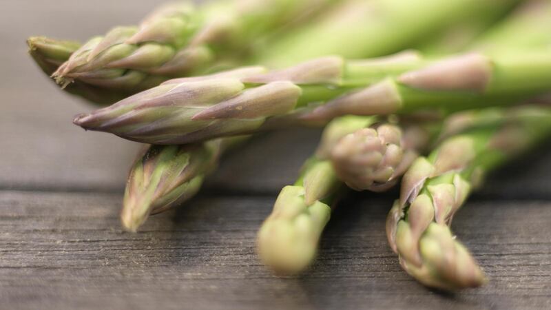 Asparagus tip: use a sharp knife to carefully cut them about 5-7cm below ground when they’re about 12-18cm long. Photograph: Richard Johnston
