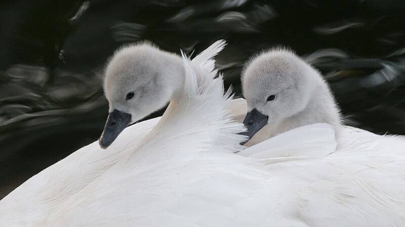Cygnets rest on a swans back in the water in the Royal Canal at Phibsborough in Dublin Ireland. Photograph: Getty Images