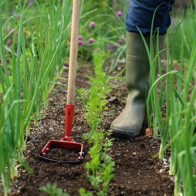 Hoeing flower and vegetable beds regularly is a good way of keepig your garden’s slug population under control . Photograph: Richard Johnston