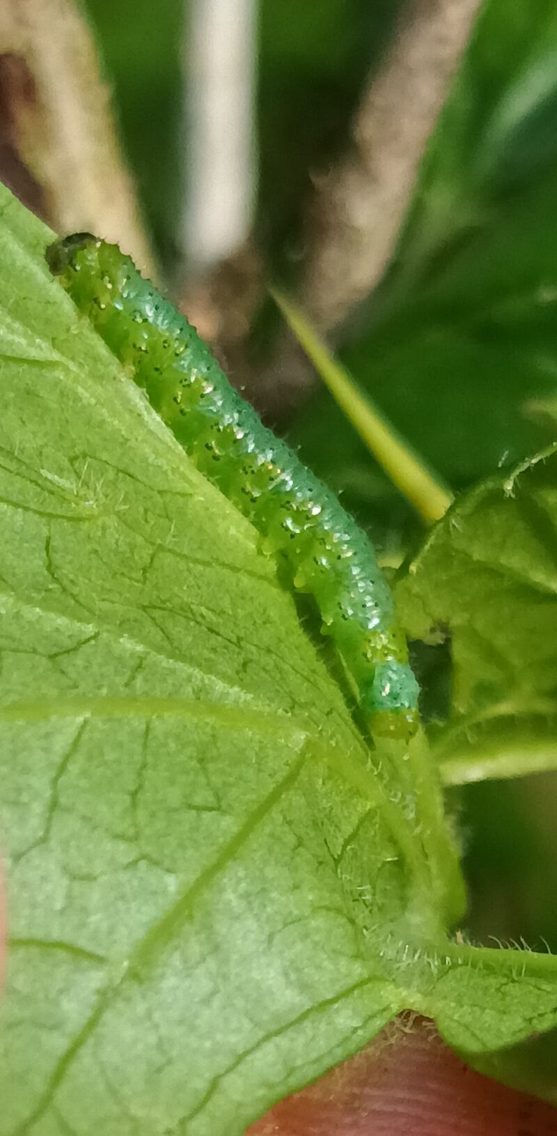 Gooseberry sawfly caterpillars. Photograph: Mervyn Taylor
