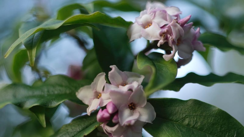 Daphne 'Jacqueline Postill in flower Photo Credit Richard Johnston