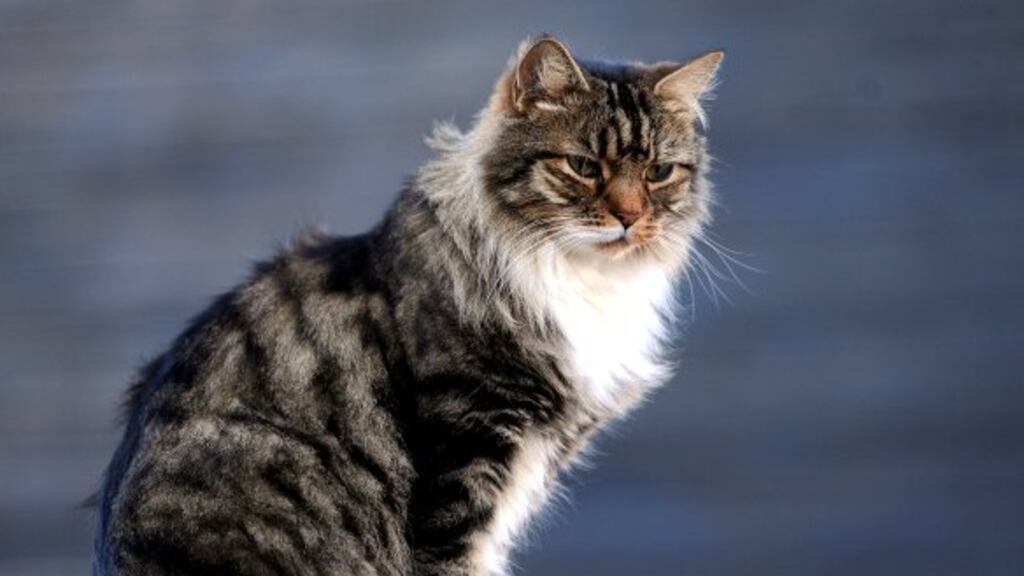 Cats are able to recognise their own names. File photograph: Nick Ansell/PA