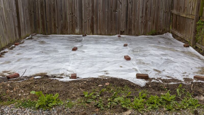 Heavyweight plastic sheeting is a very effective way to kill off and/or suppress weed growth without resorting to chemical weedkillers. Stretched tautly over empty beds, it stops weed seeds from germinating and locks in moisture and nutrients. Photograph: iStock