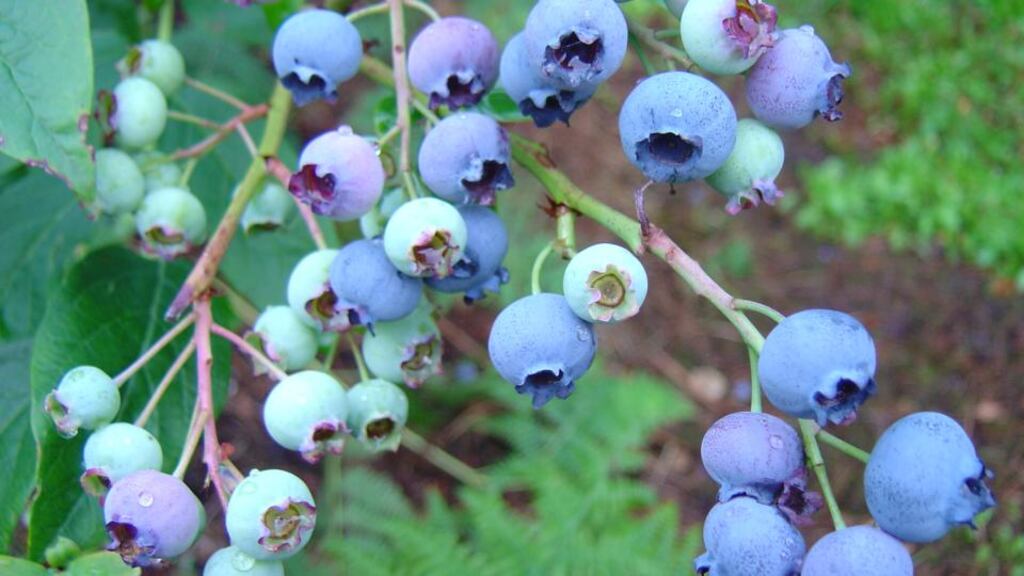 Why not boost porridge with some blueberries?