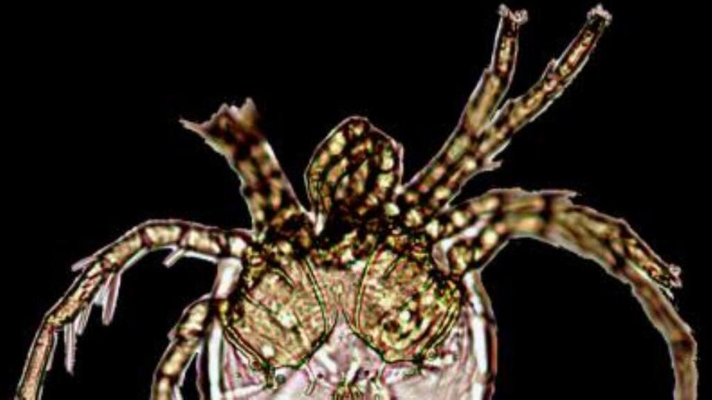 Tiny mite has been named Litarachna lopezae after the singer