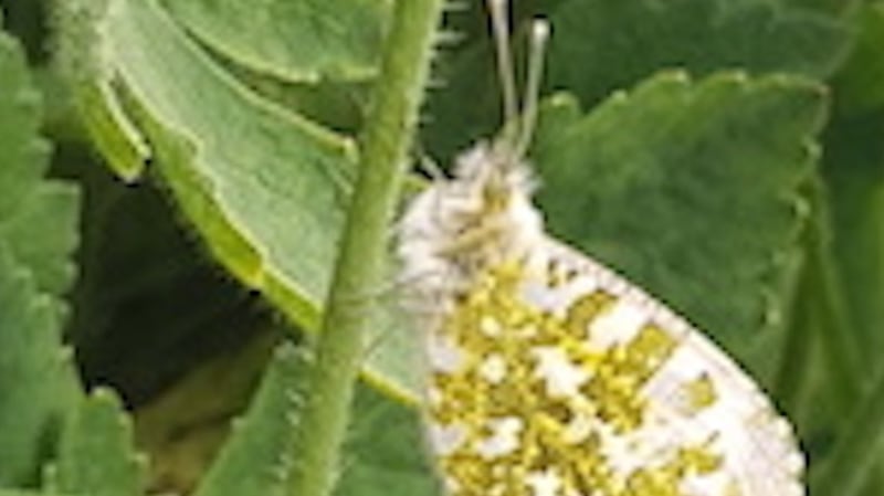 The orange-tip butterfly