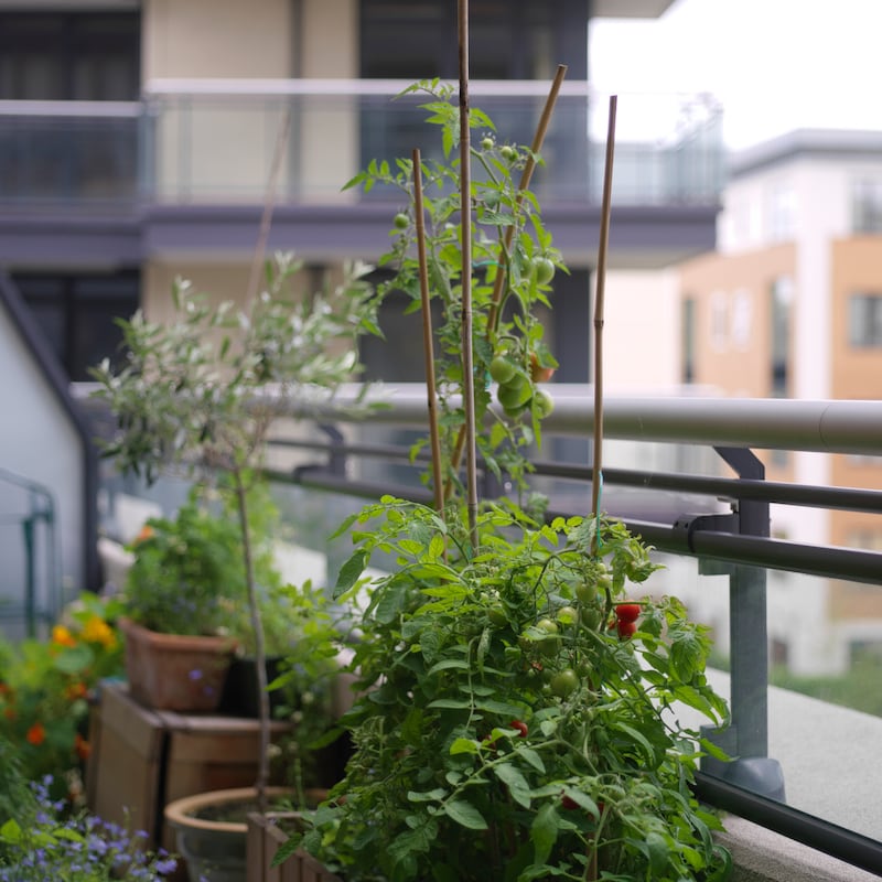 Photograph: Richard Johnston