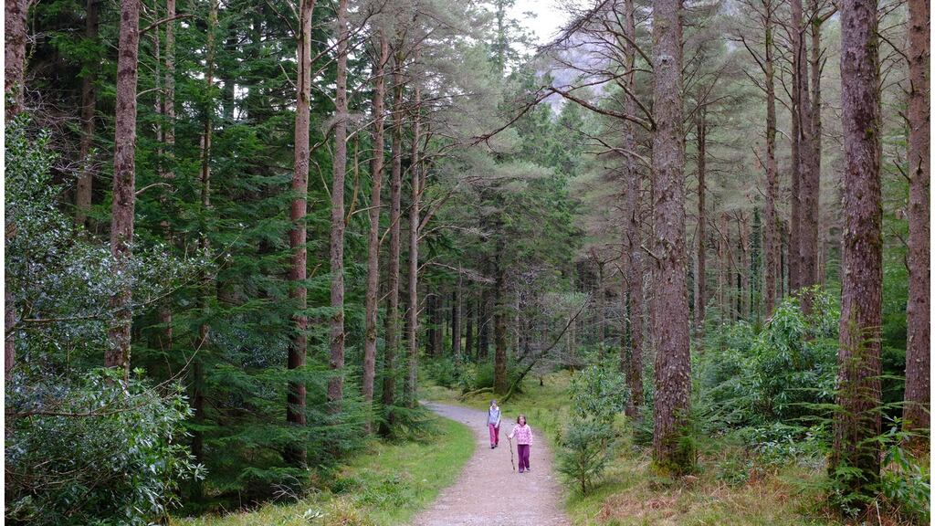 Fine Gael’s commitment to planting 8,000 hectares of forestry annually is vague on whether this will be biodiverse-rich native species or just more dead zones of industrial timber. Photograph: Bryan O’Brien