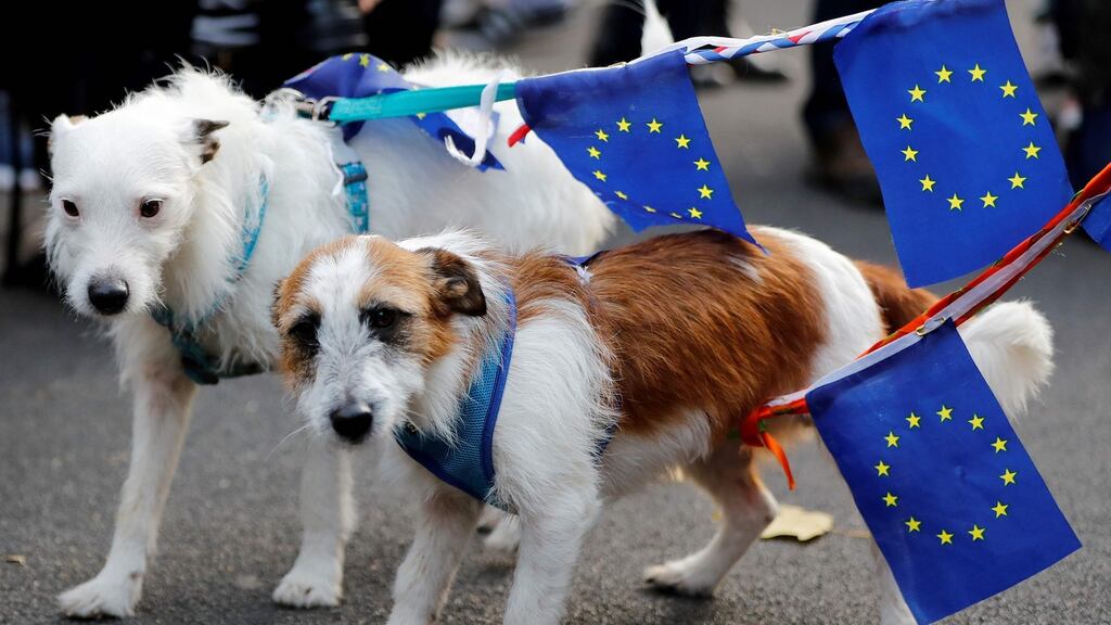 Dogs with leads bearing European Union flags are pictured as anti-Brexit demonstrators protest outside the entrance to Downing Street in London on Wednesday. Photograph: Tolga Akmen/AFP/Getty