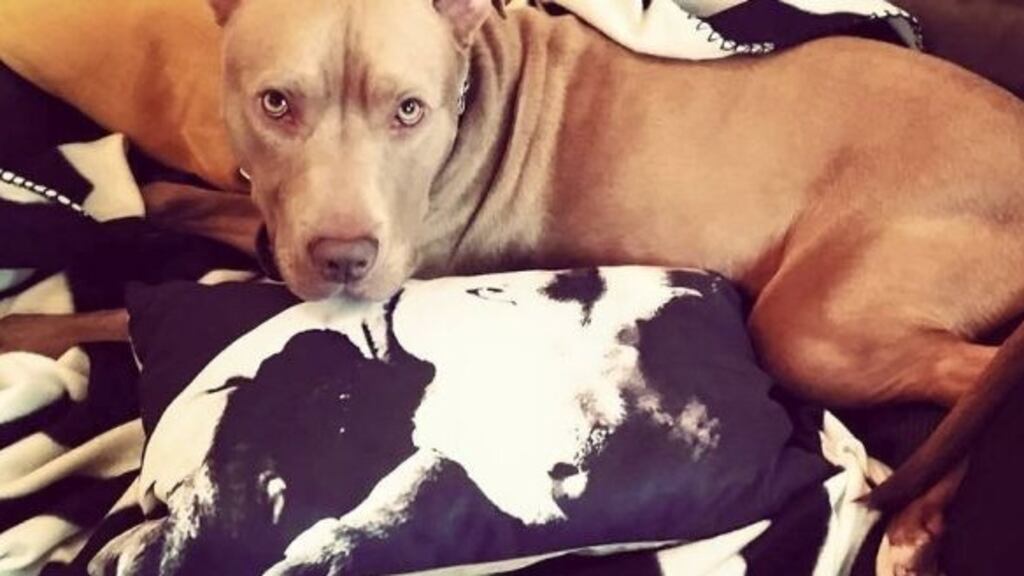 Hank, a Pitbull Terrier-type dog whose seizure sparked a major public campaign in Northern Ireland, is being returned to his owners after a judge confirmed he will not face destruction. Photograph: Leonard Collins/Joanne Meadows/PA.