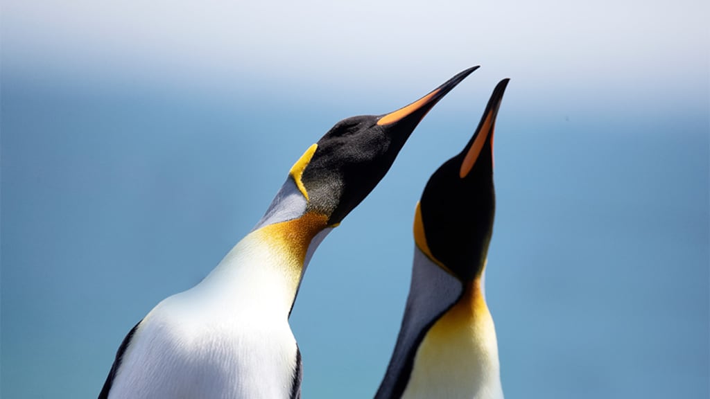 Emperor penguins in Antarctica.