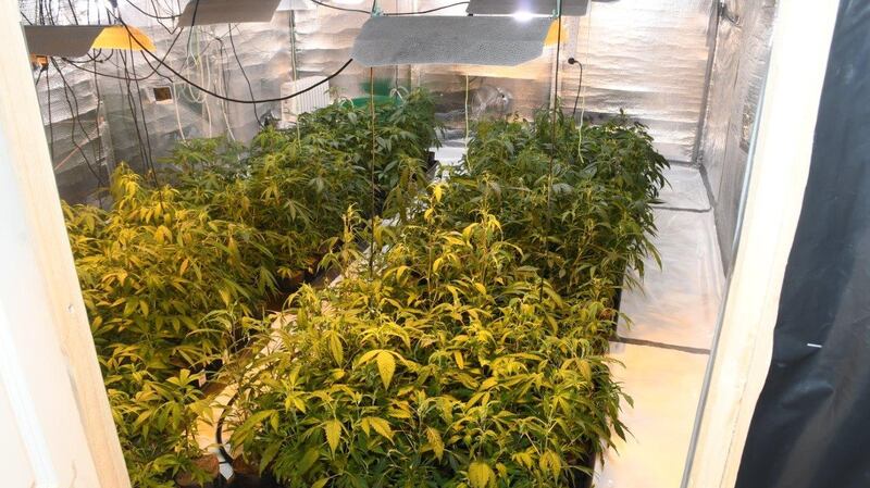 Gardaí discovered a grow house during a search operation in Co Donegal on Friday morning.  Photograph: An Garda Síochána
