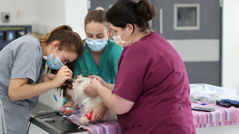 Emma Raftery, Lauren Brady and Zoe Clyne, at Veterinary Specialists Ireland, in Clonmahon, Summerhill, Co Meath.Photograph: Dara Mac Dónaill