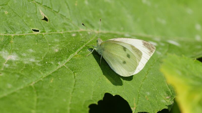 A cabbage white butterfly will lay its eggs throughout the summer months. Photograph: Getty
