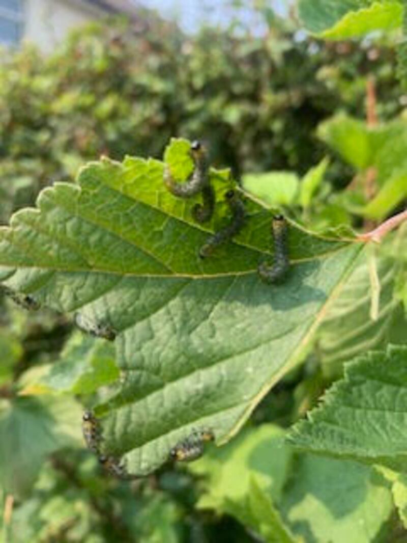 Caterpillars. Photograph: Alison Kennedy
