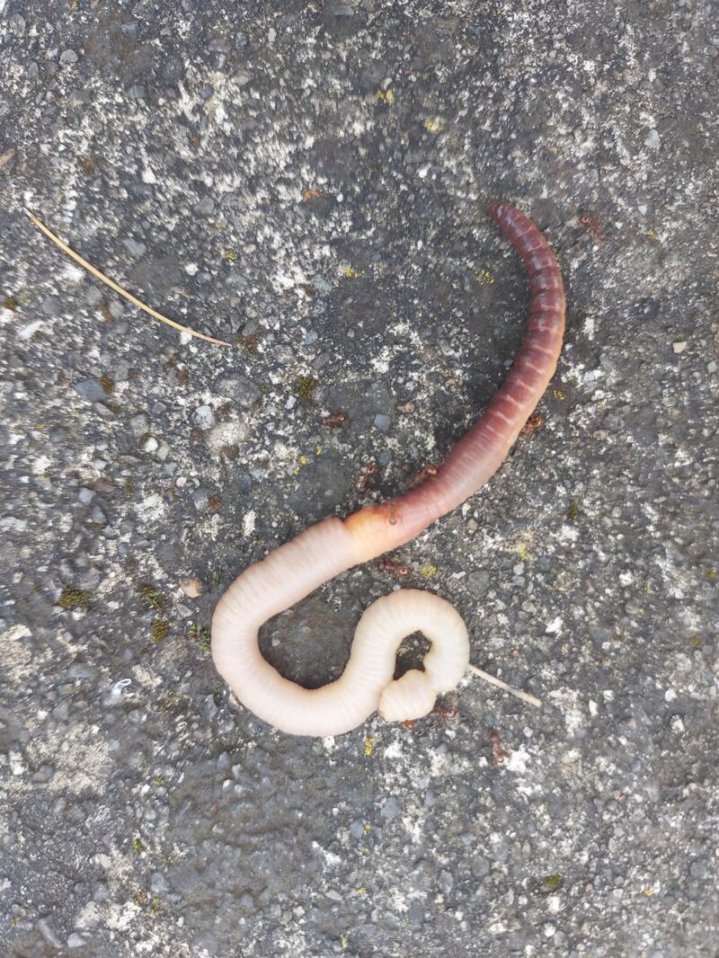 Earthworm