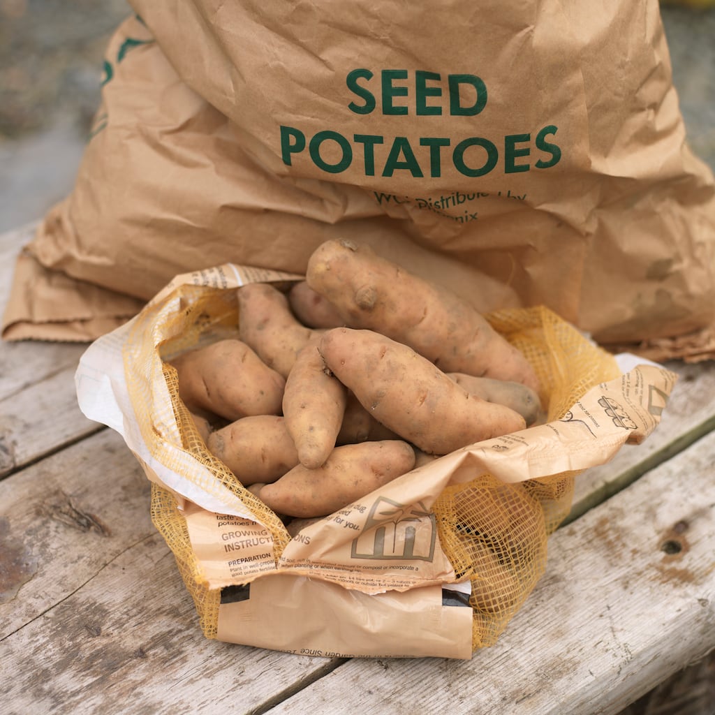 Donegal Investment Group is selling its last major unit, the IPM seed potatoes business. File image