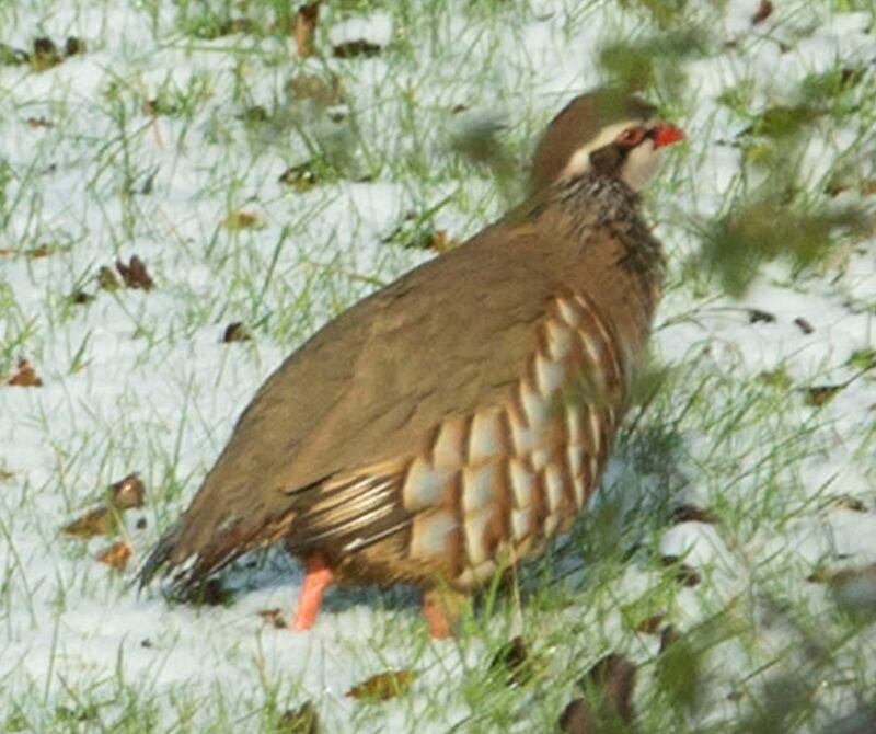 Red-legged partridge