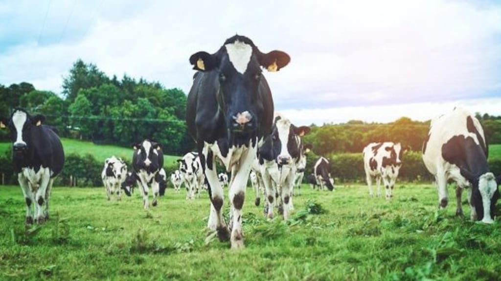 There were 1,567,681 dairy cows in 2020, the highest dairy herd total ever recorded in a Census of Agriculture