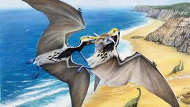 New bird family tree traces back to dinosaurs