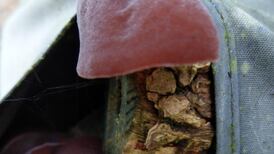 Can you identify this beautiful fungus? Readers’ nature queries