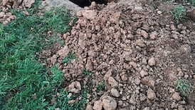 Gardaí investigating suspected case of badger baiting in Limerick