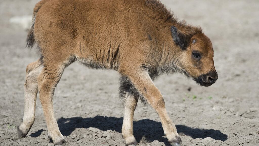 The newborn bison calf had to be euthanised because its mother had rejected it as a result of ‘interference by people,’ officials said. Photograph: AFP/Getty Images