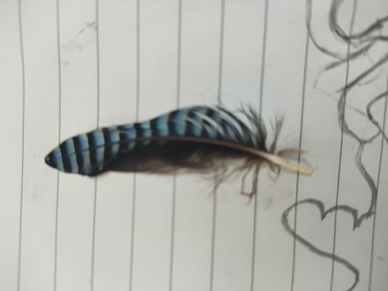 Jay feather. Photograph supplied by Jane Eames