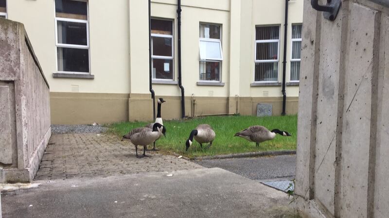 Canada geese at the back entrance to Midland Hospital, Mullingar
