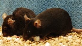 Scientists hunt zombie cells: ‘The grand challenge’